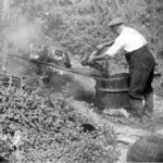 Bert Baker tarring the pots - 1950s