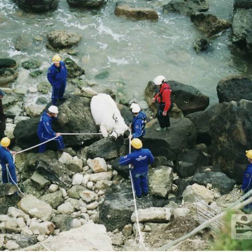 Cow rescue at St Lawrence